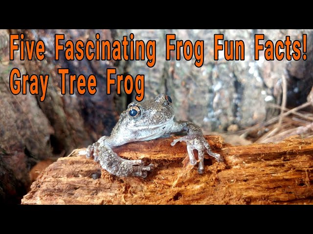 Gray Tree Frog Pt 2: Five Fascinating Frog Fun Facts About Gray Tree Frogs!  - Youtube