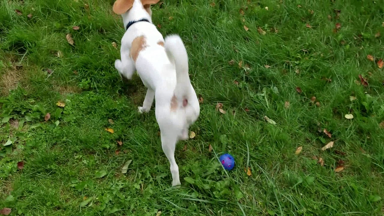 Bernie Fetch - YouTube