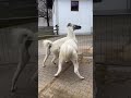 Briga de irmãos lhamas.