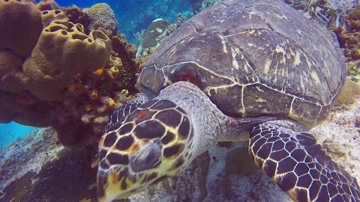 Blue Planet DC Cozumel 2019