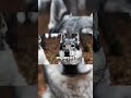 Caixa de Transporte Cão: O Segredo da Segurança