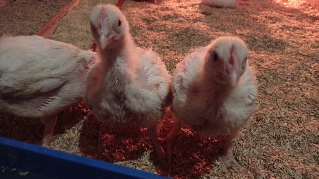 почему такая разница в весе??? - YouTube