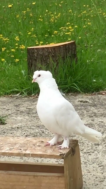Fancy pigeons #show #fancypigeon #güvercin #kabootar