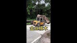 Ten tons of nanmu tree head root carving art tea table coffee table tea tray