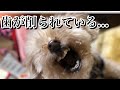 【炎上注意】虐待を受けたトイプードルの歯が削られてしまっている理由について…