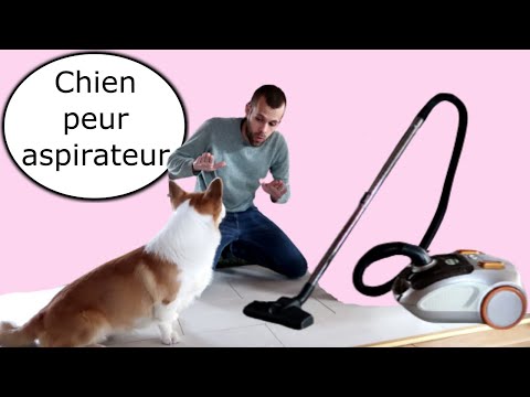 Vidéo: Comment passer l'aspirateur sur votre chien : 13 étapes (avec photos)