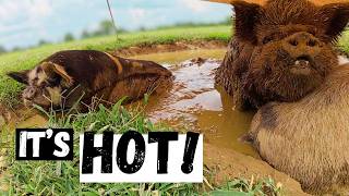 How We Handle The Hottest Week Of The Year On The Farm!