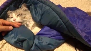 シュラフ（寝袋）で寝る猫 sleeping bag cat