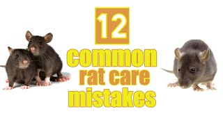 12 common rat care mistakes - Ratdubly