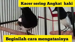 Download Lagu cara mengatasi burung Kacer mengangkat kaki sebelah dan penyebabnya MP3