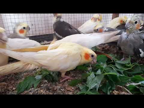 Cockatiel's Culinary Adventure: Arai Keerai Delight 🌿
