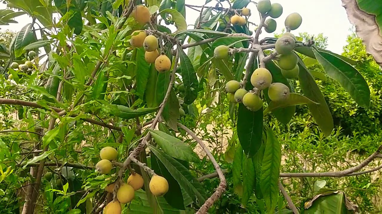 Dakhen Loquat Ke Pode ka Phaal-Mera Layyah