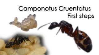 First steps of a Camponotus Cruentatus queen ant