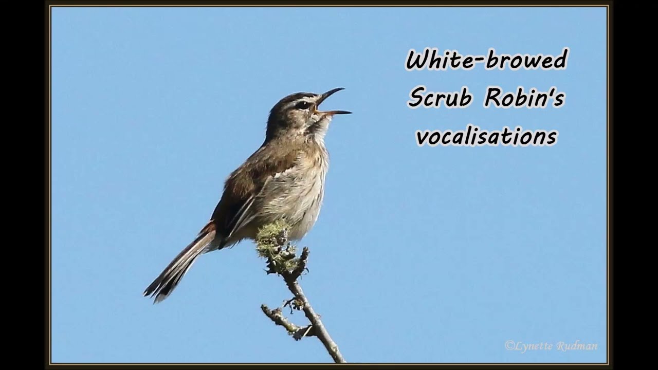 White-browed Scrub Robin's vocalisations