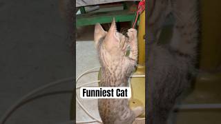 Mini Tiger Cat vs Mystery Wire 😹 | Cutest Hunter Mode ON #cat