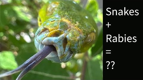 Can Snakes Get Rabies?