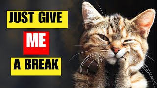 20 human habits and behaviors that cats can't stand