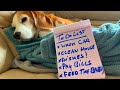 OWN a BEAGLE = GET NOTHING DONE!!!  : Funny Beagles Louie &amp; Marie