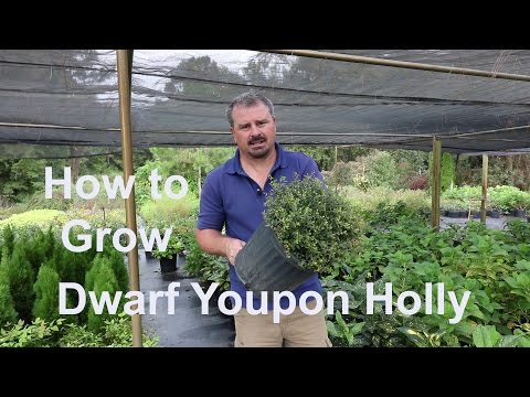 How to grow Dwarf Yaupon Holly (Very Low Maintenance) with detailed description