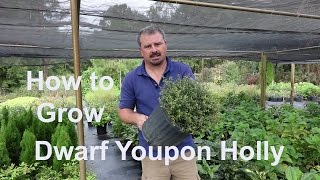 How to grow Dwarf Yaupon Holly (Very Low Maintenance) with detailed description