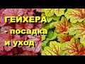 ГЕЙХЕРА - посадка, уход, выращивание.