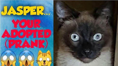 Telling My Siamese Cat He