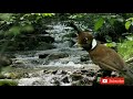 Masteran Cililin Dan Suara Air Mengalir Dan Jeda Detik Ampuh Download Suara Burung Cililin Mp3 - Mp4 Download