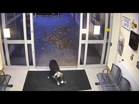 Lost dog hands herself in at UK police station