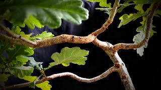 Fundamental Bonsai Principles for developing taper and branch structure in the upper canopy