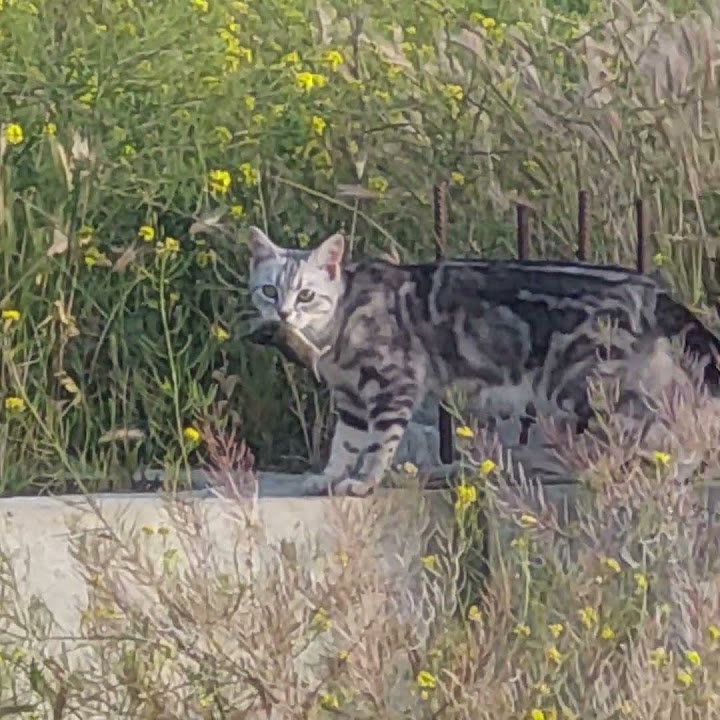 Живые звуки. Красавица кошка с охоты #cat - YouTube