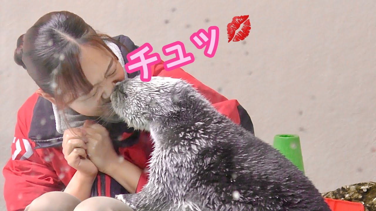 ラッコ　キラちゃん　なかよしぶりをみせつけられました【鳥羽水族館】Sea otter Kira-chan Toba Aquarium 