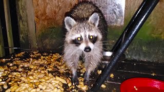 We have a new raccoon! | Episode 214