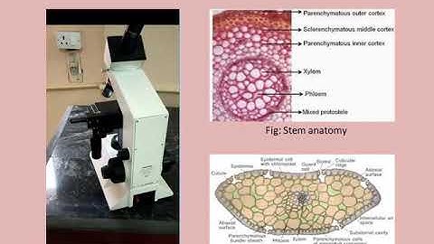 Morphology and anatomy of Lycopodium spp, Part-3