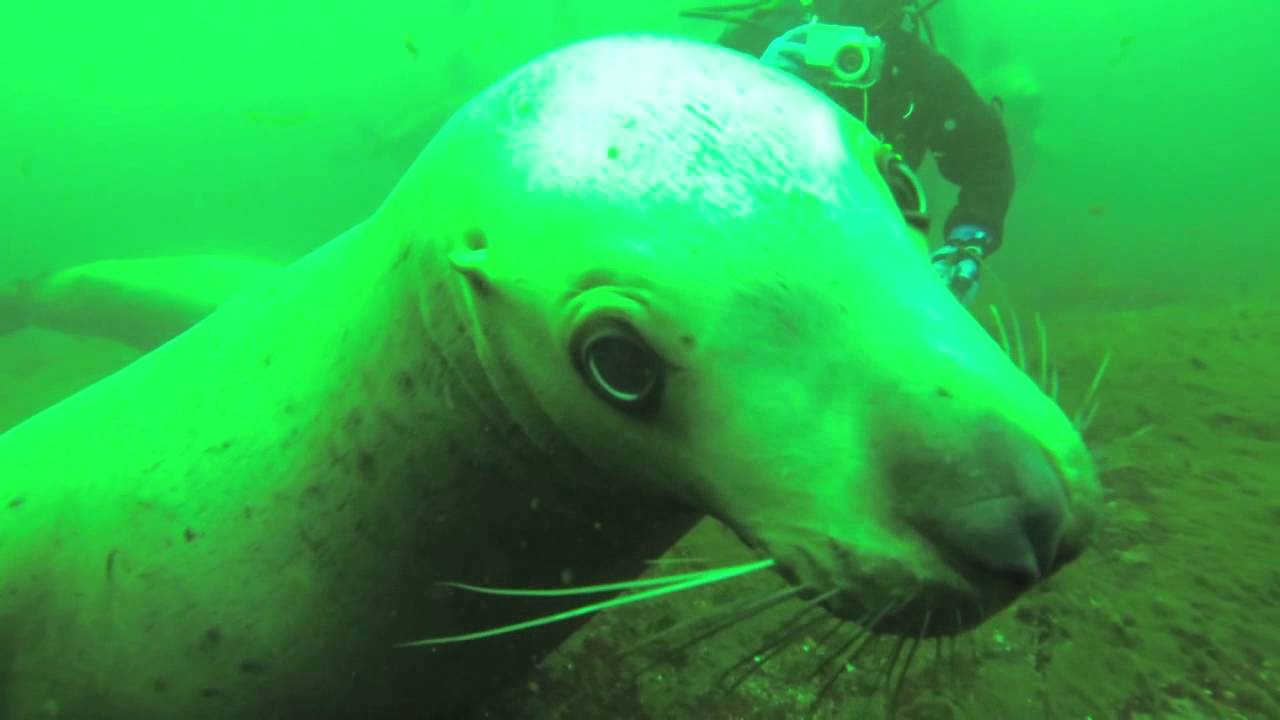 Hornby Island Diving with the sea lions YouTube