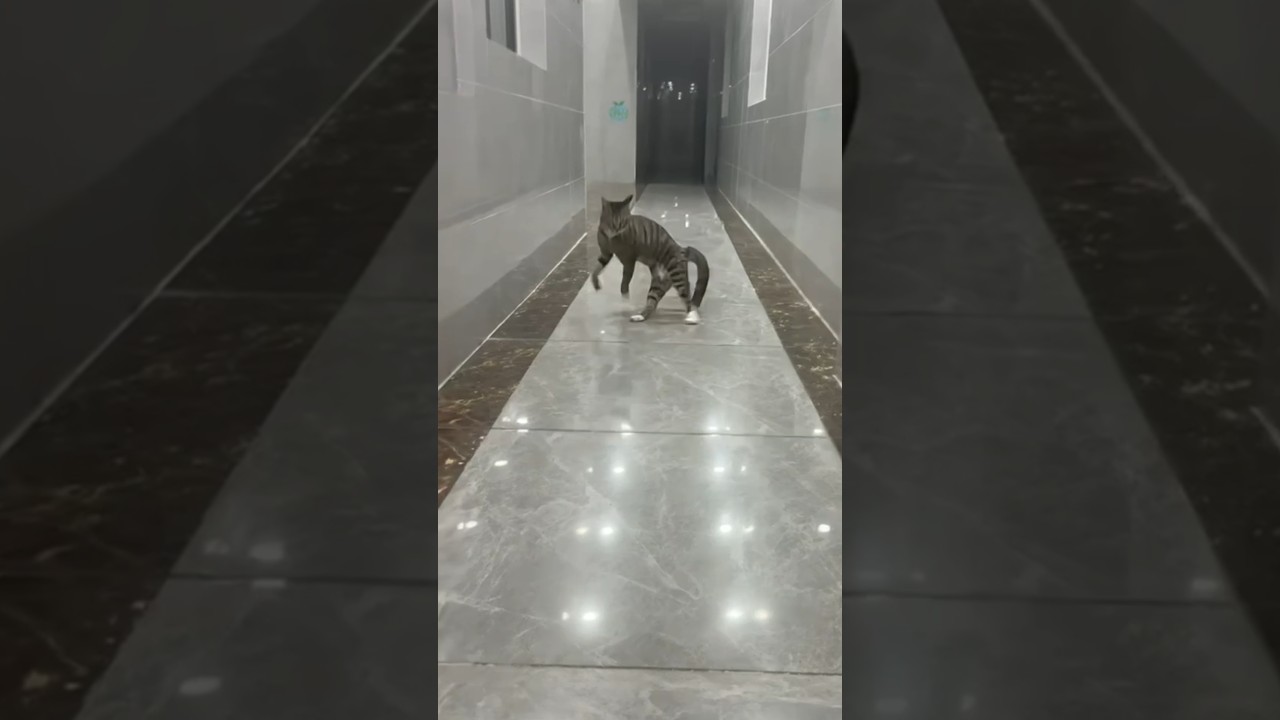 Tabby Cat Slips and Falls While Taking Defensive Stance