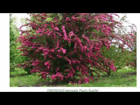 Видео: Crataegus модны мэдээлэл - Ландшафтын орчинд майхауз ургуулах зөвлөмжүүд