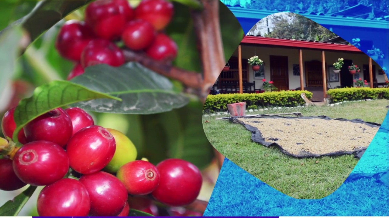 Finca La Alegría (TURISMO EXPERIENCIAL)