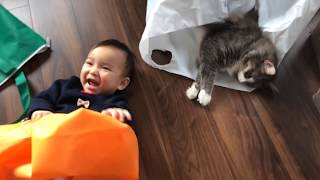 福袋を我が物にする猫　ノルウェージャンフォレストキャット　Cat making lucky bag my own