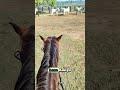 “Ternero bonito… pero no escapó del lazo 😂🐄”