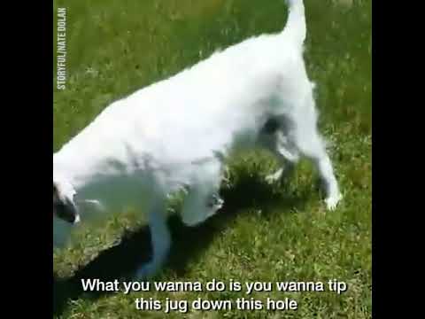 This man catches a gopher with only a jug of water