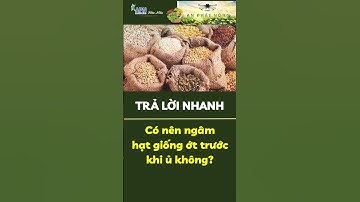 APN - Có nên ngâm hạt giống ớt trước khi ủ không? #apnhoamau