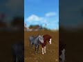 #horses#sso#starstable#starstableonline#horsegame#gaming#cheval#chevaux#trend