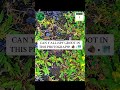 👾 PLAY @iSPYGROOT GAME 🧩 • #mothernature #naturephoto #memesvideo #ispy #groot #iamgroot #freegame