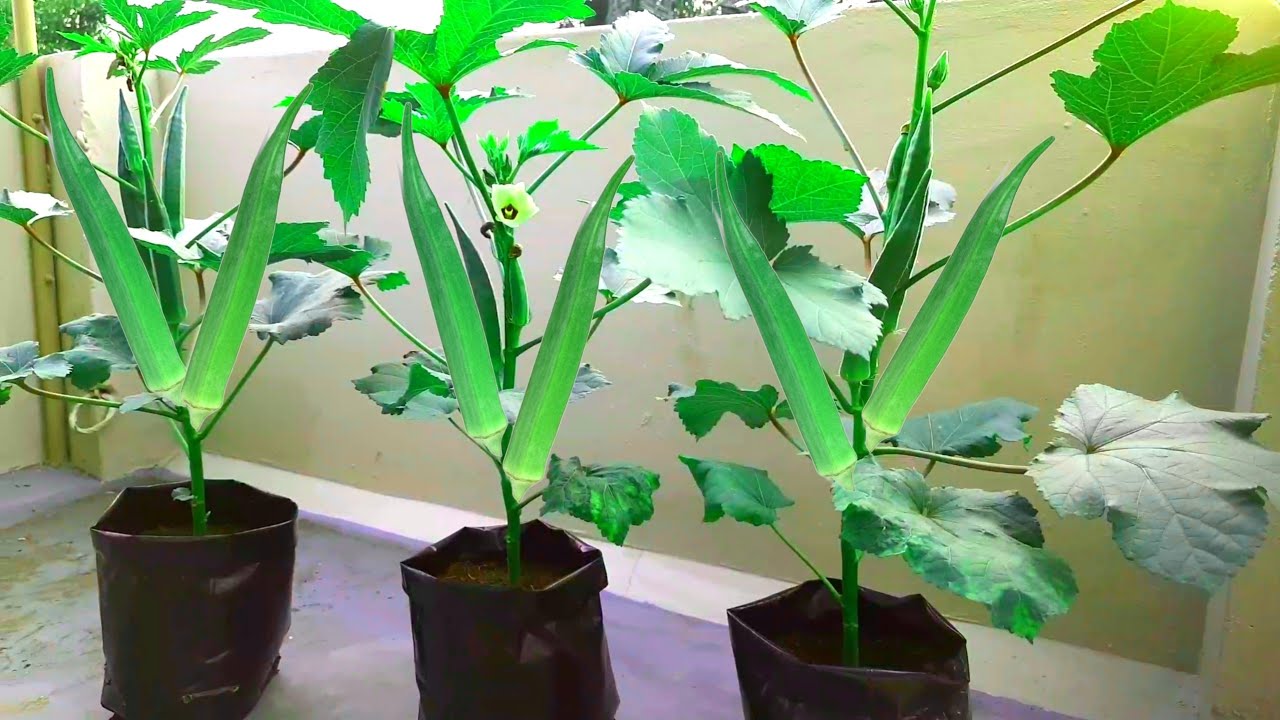 How to Grow Okra Hydroponically Hydroponic Farming in Telugu