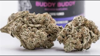 The Northern Nights Flower Review Feat. Buddy Buddy Indoor Natural