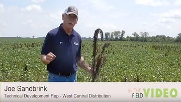Marestail Control In Marshall Illinois with Joe Sandbrink