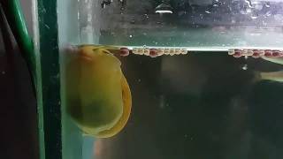 Dragon Eel Eligator Oscar And Other Tank Mates......