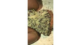 Platinum Candy Steain by Grow Science ( Smk Brk 420 )