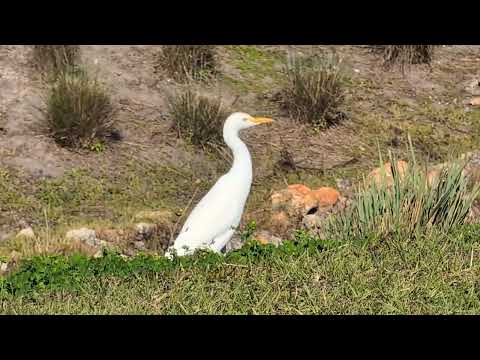 Cattle Egret Walks with Head Jutting Forward & Back by Sweetwater Creek & Hear Traffic Solary Park! 