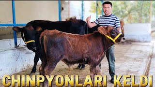 : +998.94.723.23.24.mana sizga ona bolani zorlari rekot bo'ldi narhlar Elyor akadan 2025_10_21_okty.